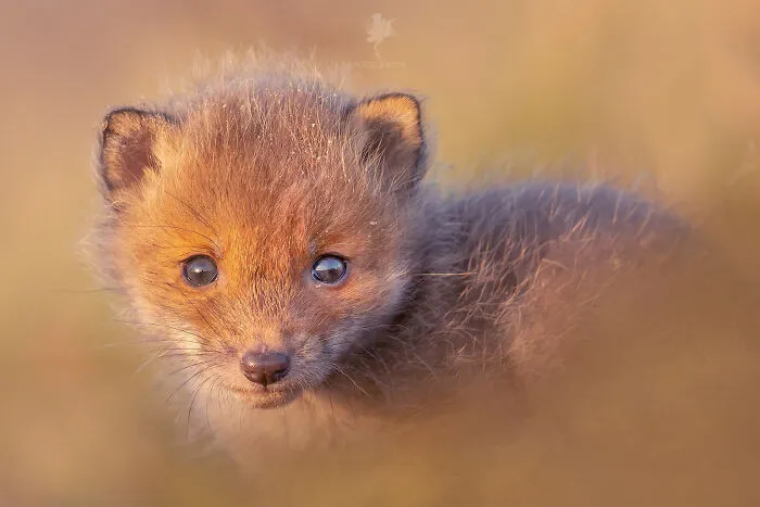 To Celebrate Mother’s Day, I Captured 21 Photographs Of Foxes With Their Little Cubs (New Pics)