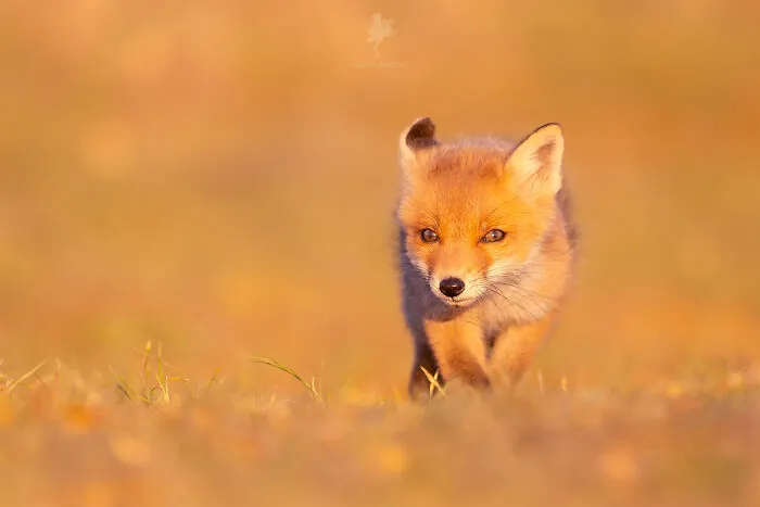 To Celebrate Mother’s Day, I Captured 21 Photographs Of Foxes With Their Little Cubs (New Pics)