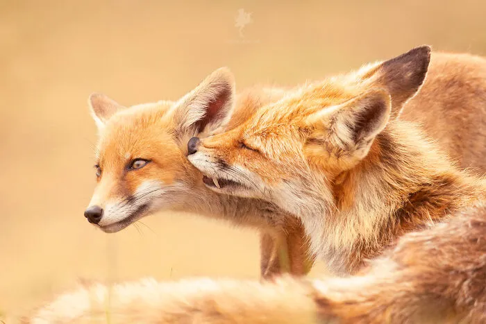 To Celebrate Mother’s Day, I Captured 21 Photographs Of Foxes With Their Little Cubs (New Pics)