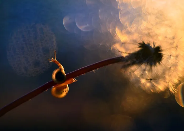 I Observed Snails In The Sun, Here Are 25 Pics That I Took Of These Captivating Beings