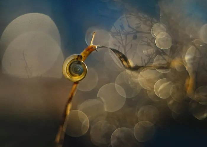 I Observed Snails In The Sun, Here Are 25 Pics That I Took Of These Captivating Beings