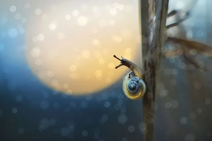 I Observed Snails In The Sun, Here Are 25 Pics That I Took Of These Captivating Beings