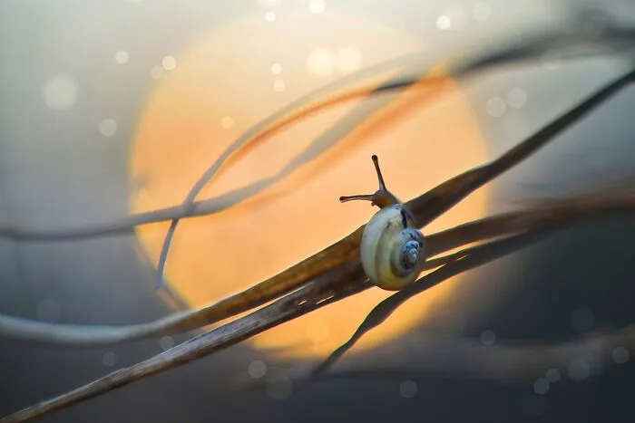 I Observed Snails In The Sun, Here Are 25 Pics That I Took Of These Captivating Beings