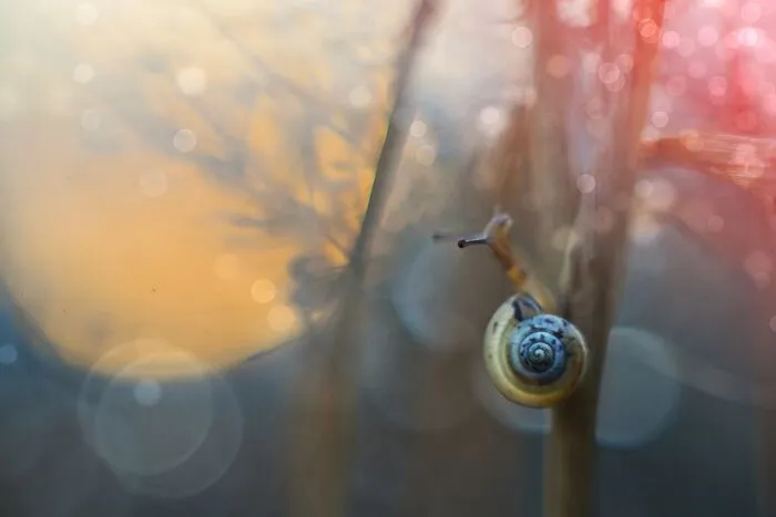 I Observed Snails In The Sun, Here Are 25 Pics That I Took Of These Captivating Beings