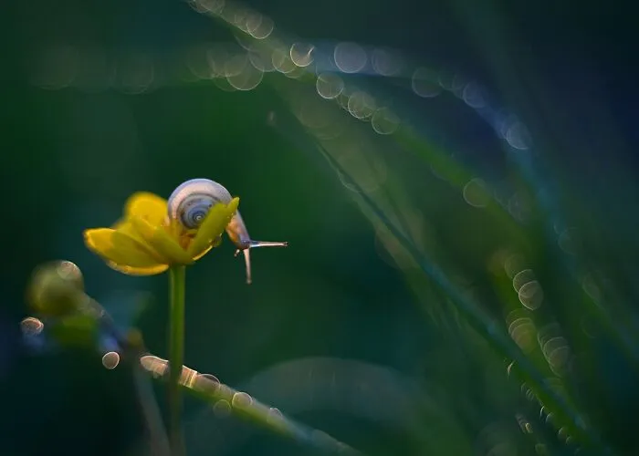 I Observed Snails In The Sun, Here Are 25 Pics That I Took Of These Captivating Beings