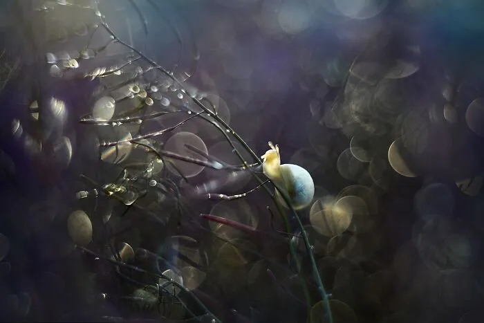I Observed Snails In The Sun, Here Are 25 Pics That I Took Of These Captivating Beings