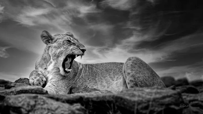 I Am A Photographer Passionate About Wildlife, Nature, And Conservation: Here Are My Best 45 Photos