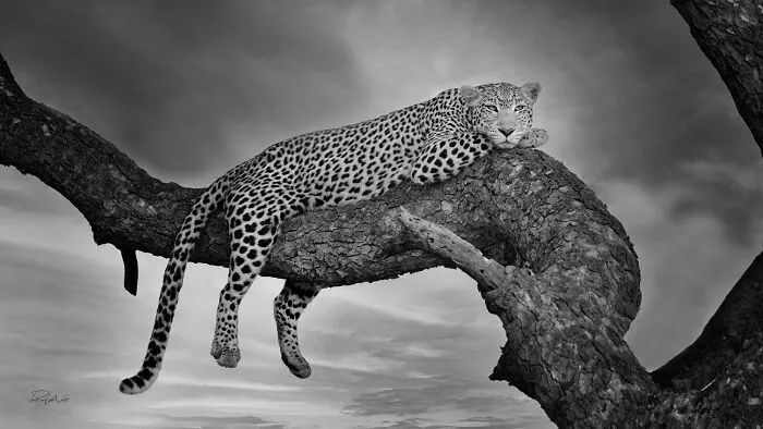 I Am A Photographer Passionate About Wildlife, Nature, And Conservation: Here Are My Best 45 Photos