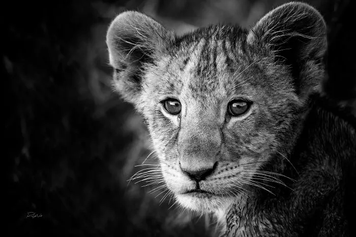 I Am A Photographer Passionate About Wildlife, Nature, And Conservation: Here Are My Best 45 Photos