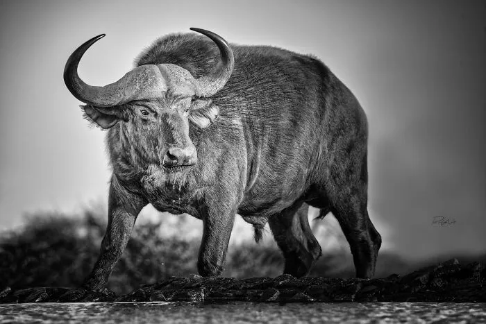 I Am A Photographer Passionate About Wildlife, Nature, And Conservation: Here Are My Best 45 Photos