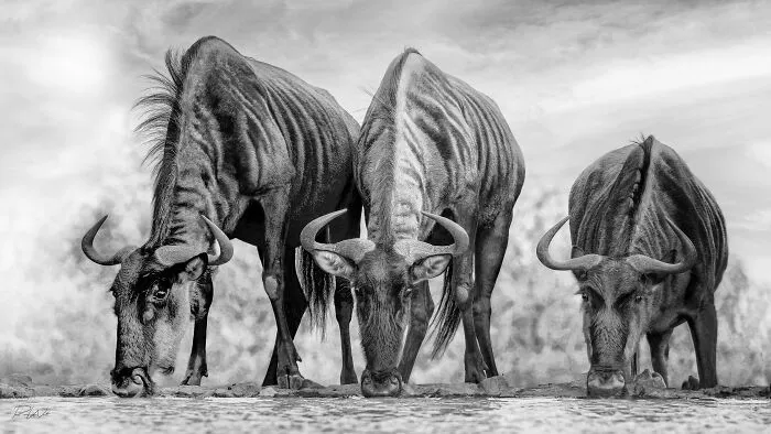 I Am A Photographer Passionate About Wildlife, Nature, And Conservation: Here Are My Best 45 Photos