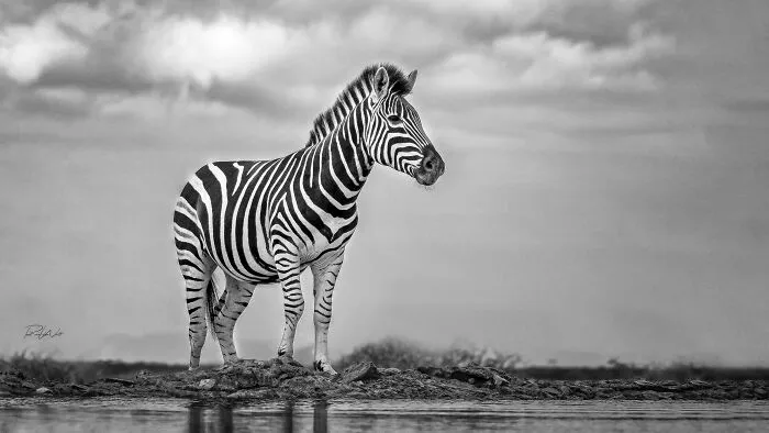 I Am A Photographer Passionate About Wildlife, Nature, And Conservation: Here Are My Best 45 Photos