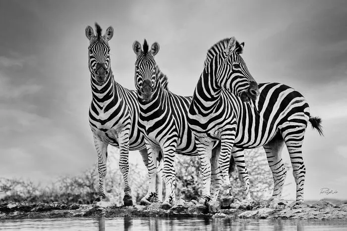 I Am A Photographer Passionate About Wildlife, Nature, And Conservation: Here Are My Best 45 Photos