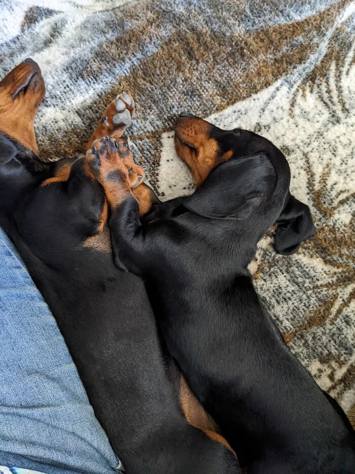 Penny And Cooper