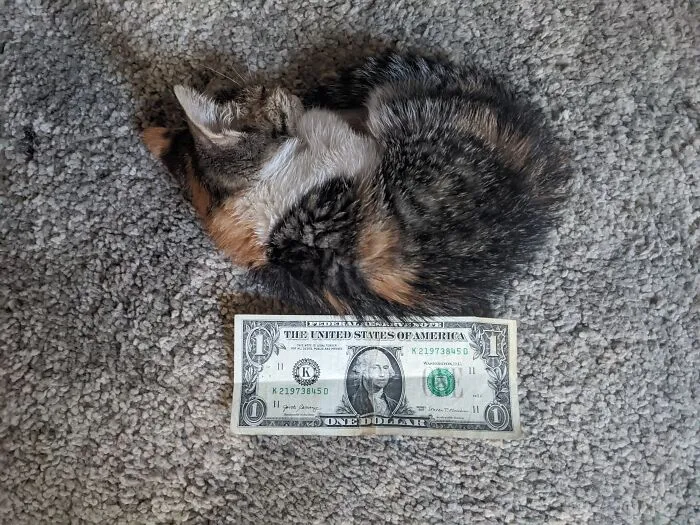 Dolly And Dollar