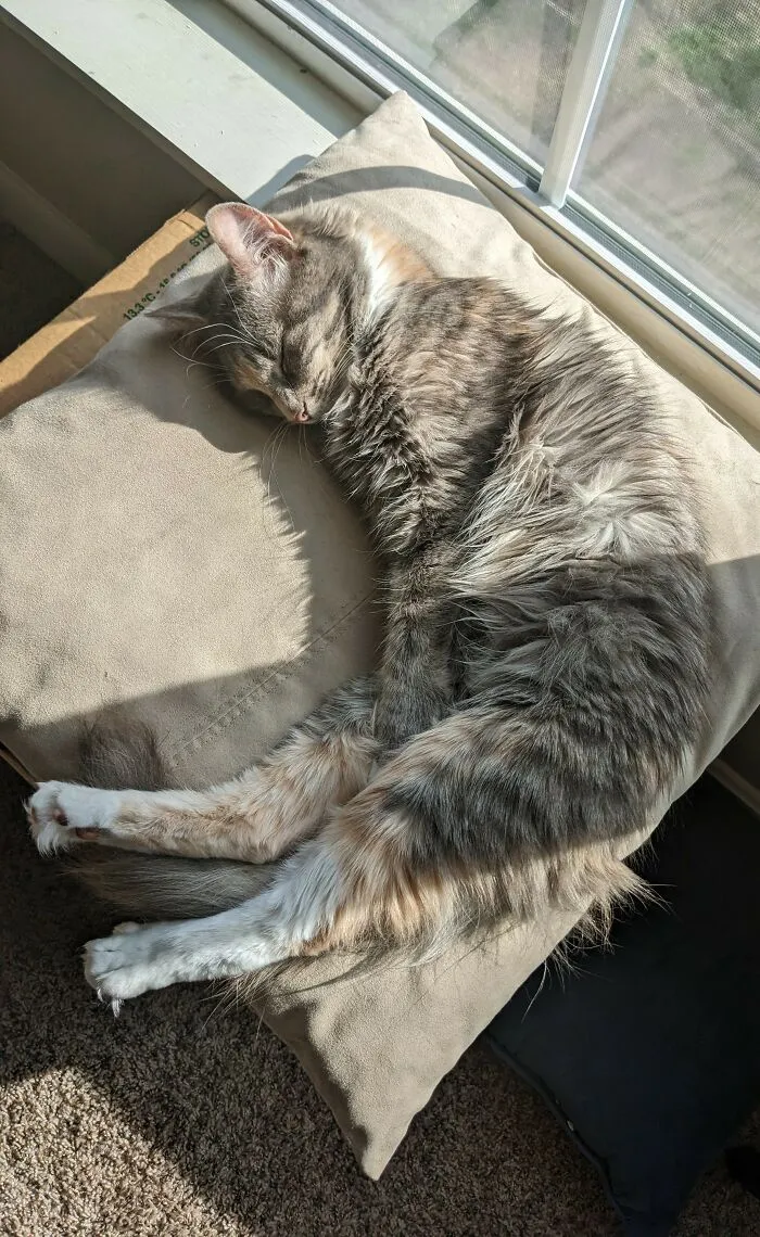 Havoc The Croissant