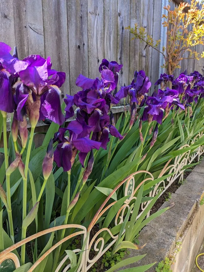 Bearded Irises