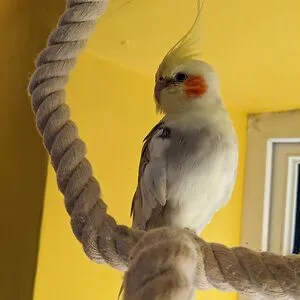 Sugar