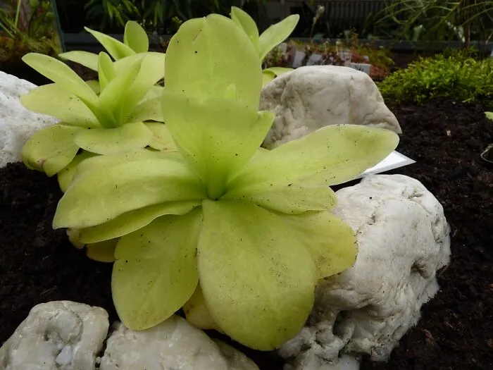 close up view of Pinguicula Gigantea plant