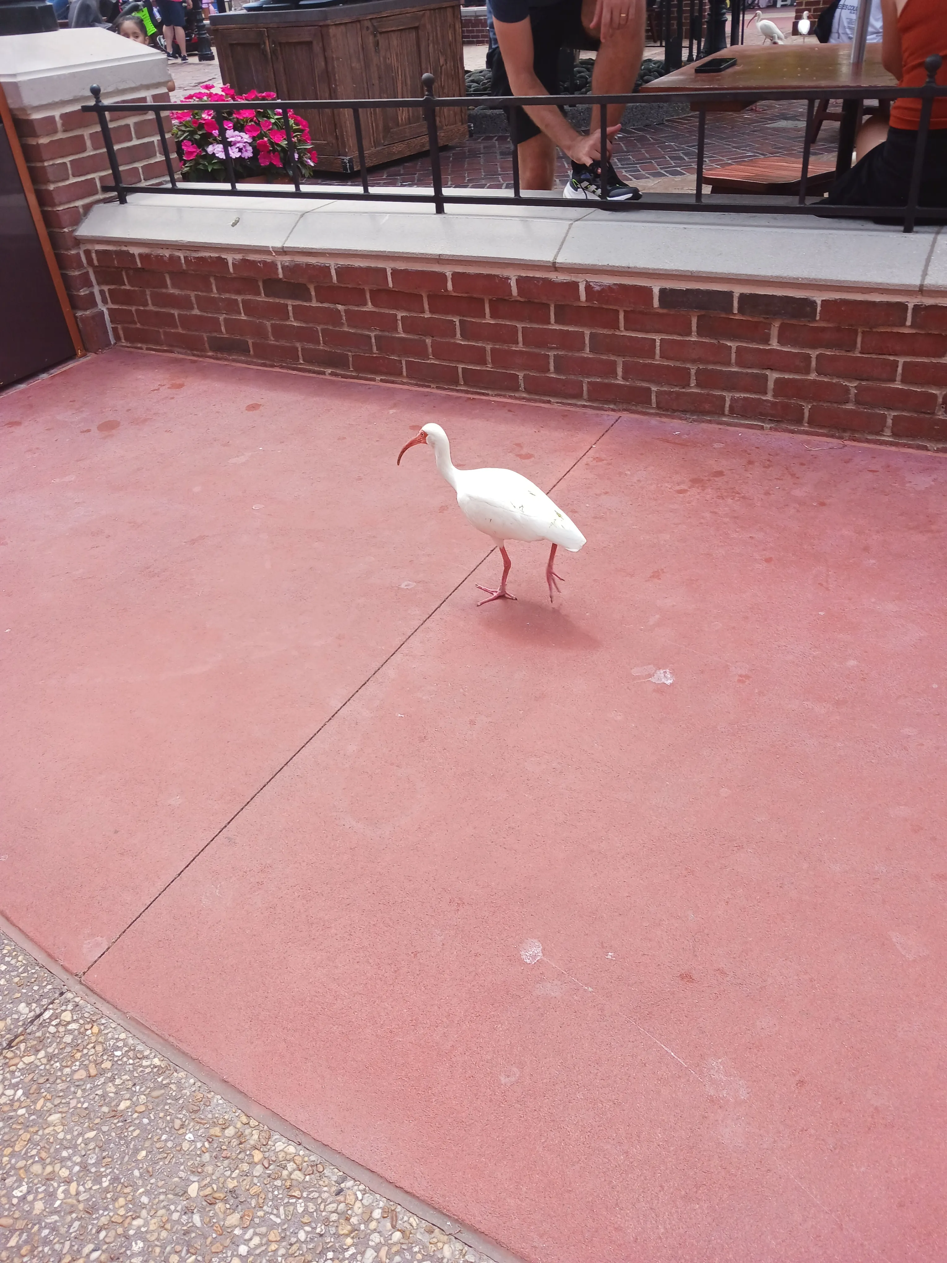 Post Your Birds