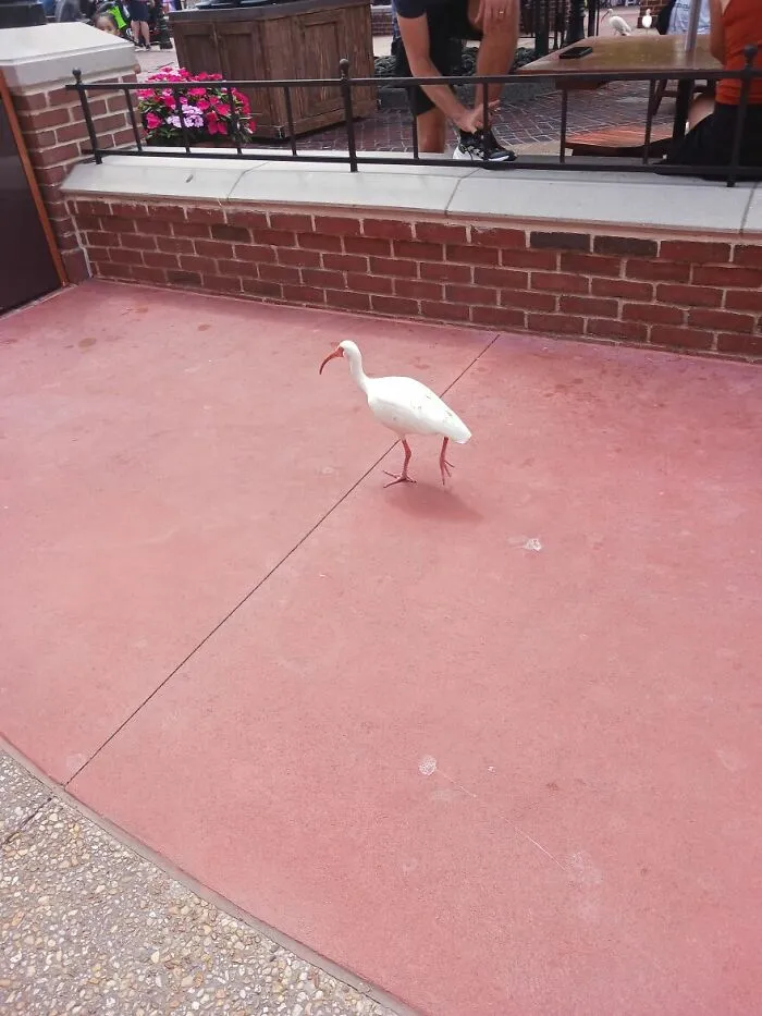 Florida White Ibis
