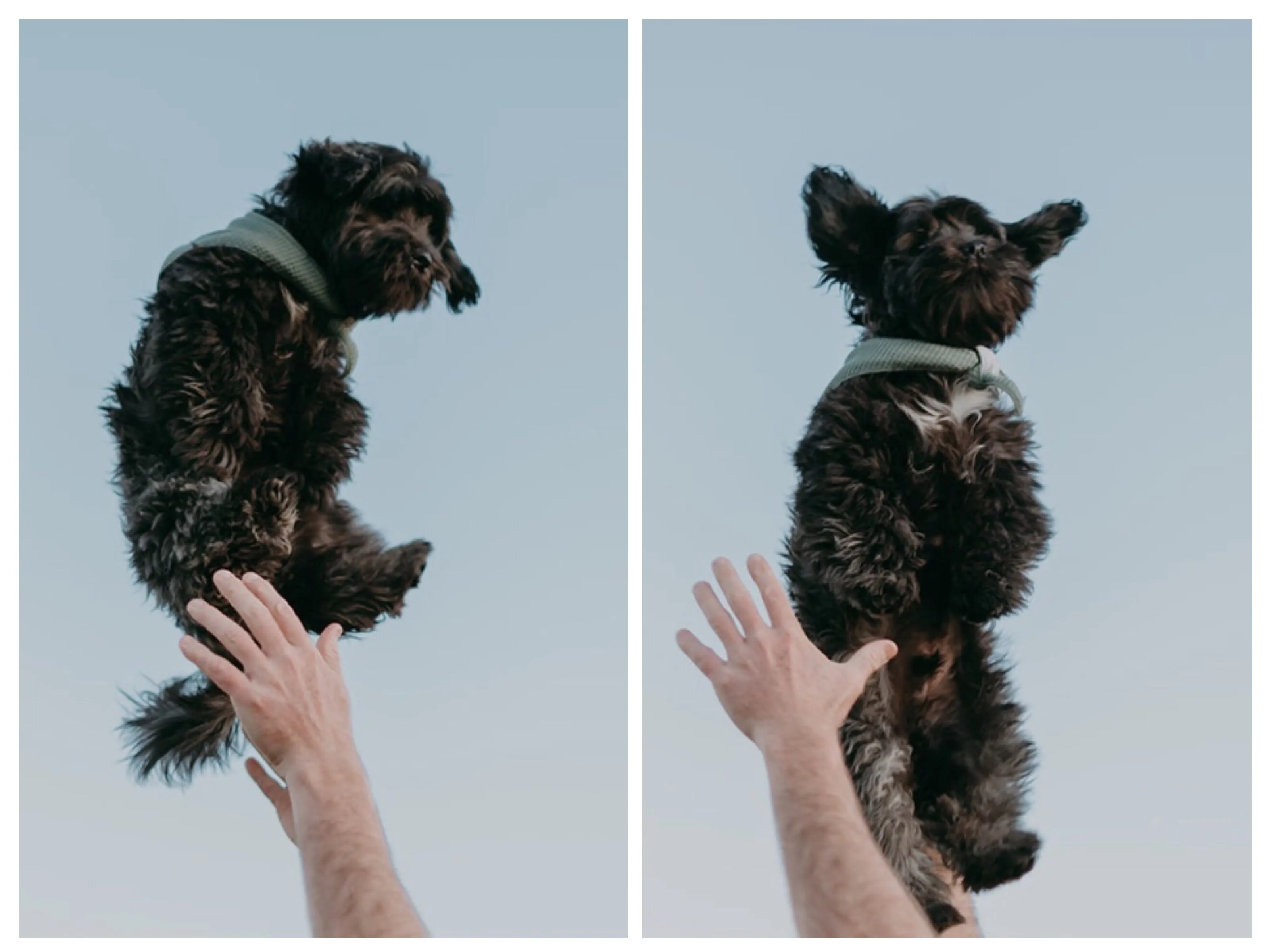 Post The Funniest Photo Of Your Pet