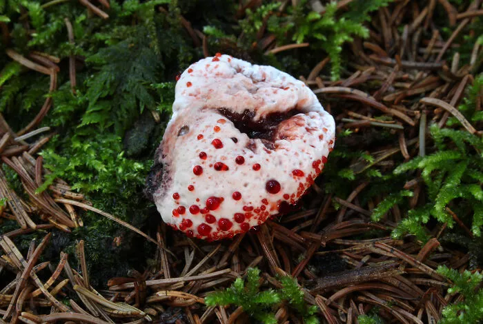 Devil’s Tooth (Hydnellum Peckii)