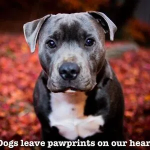PAWsitive Wellness