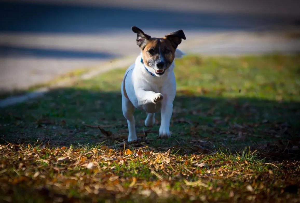 The Top 3 Reasons We Love Our Dogs: Unconditional Love, Stress Relief, And Security