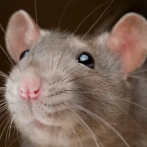 Percy the Band Rat