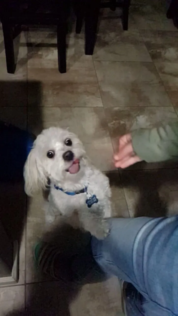 Perfectly  Timed This Photo Just As My Dog Leo Was Turning Around After Getting A Treat