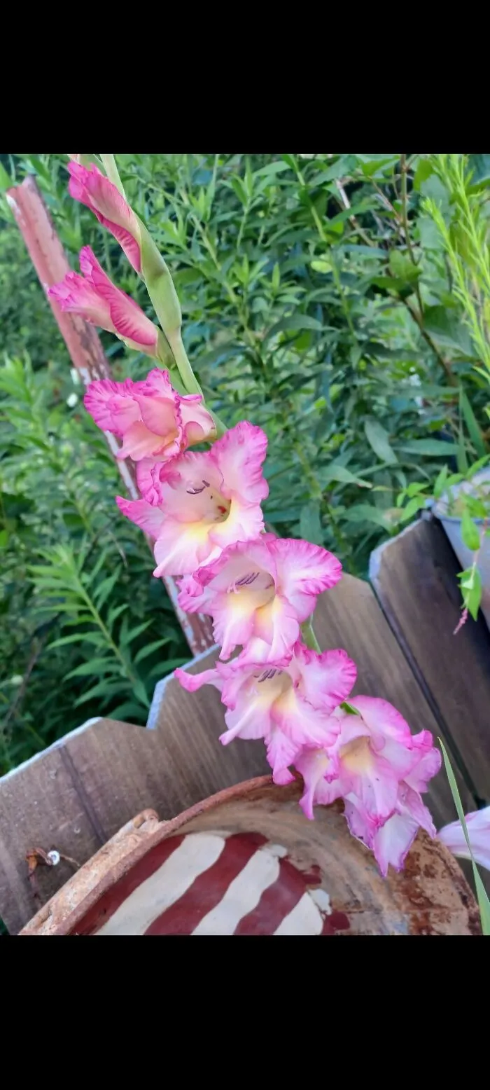 Pretty In Pink