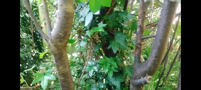 More Ivy