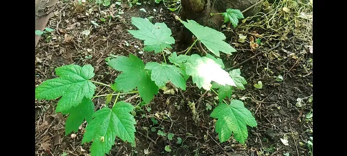 A Tiny Tree