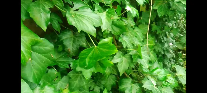 And Some More Ivy