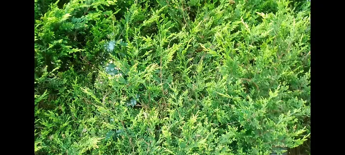 Pretty Evergreens And Some .... Holly?