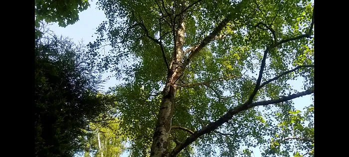 A Silver Birch In All Its Glory