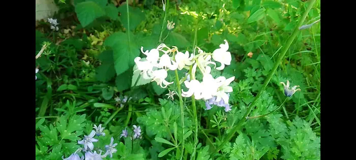 A Pretty Snowdrop Hidden Under A Bush