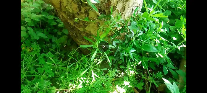 The Base Of A Tree Surrounded By Sticky Weed