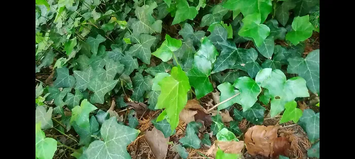 The Forest Like Floor Unveiled When One Looks Under The Bush