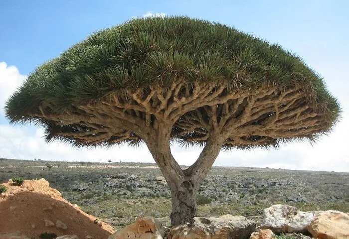 Dragon’s Blood Tree (Dracaena Cinnabari)