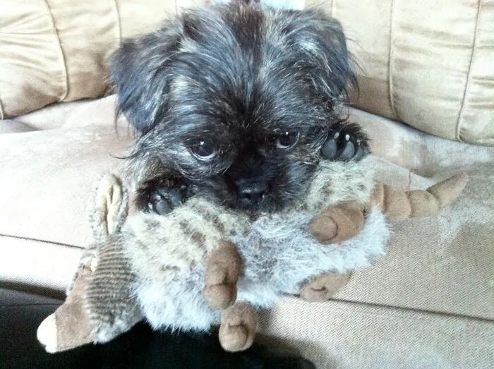 Smudge And Her Armadillo Stuffed Toy.  12 Years Later She Still Has Him Though He Is Way Rattier But So Well Loved
