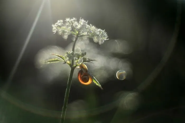 I Observed Snails In The Sun, Here Are 25 Pics That I Took Of These Captivating Beings