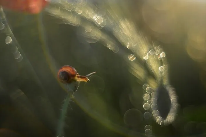 I Observed Snails In The Sun, Here Are 25 Pics That I Took Of These Captivating Beings