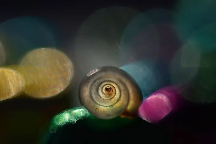 I Observed Snails In The Sun, Here Are 25 Pics That I Took Of These Captivating Beings