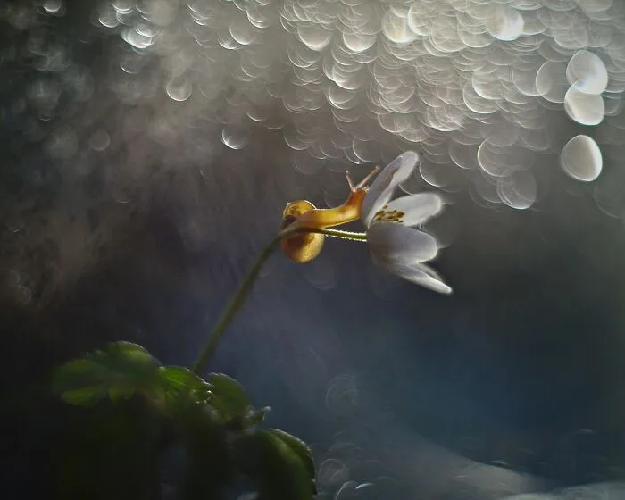 I Observed Snails In The Sun, Here Are 25 Pics That I Took Of These Captivating Beings