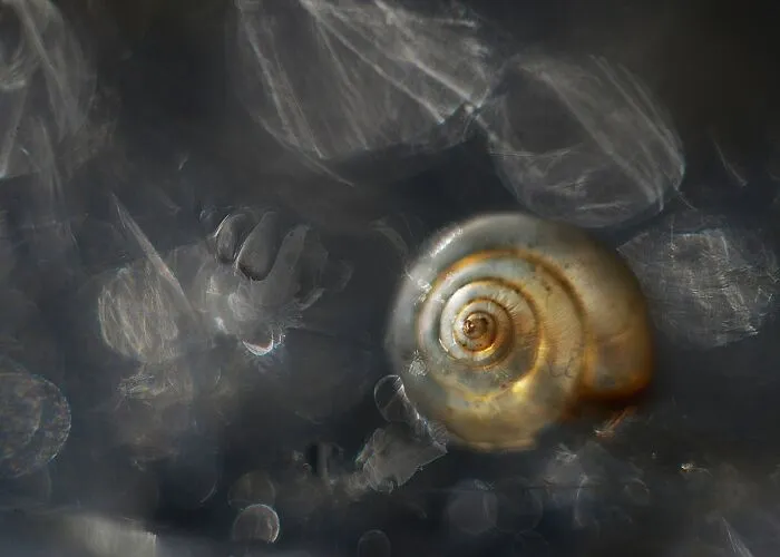 I Observed Snails In The Sun, Here Are 25 Pics That I Took Of These Captivating Beings