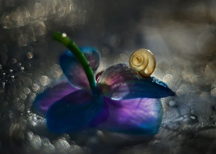I Observed Snails In The Sun, Here Are 25 Pics That I Took Of These Captivating Beings