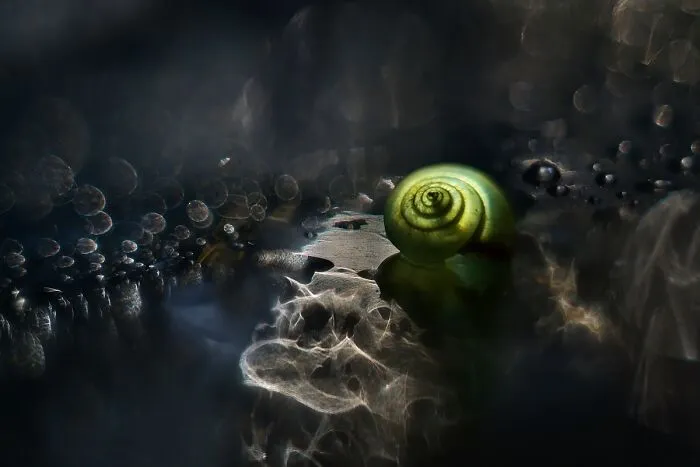 I Observed Snails In The Sun, Here Are 25 Pics That I Took Of These Captivating Beings