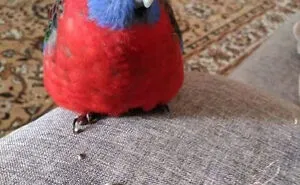 39 Giggle-Worthy Memes Where Birds Took Center Stage